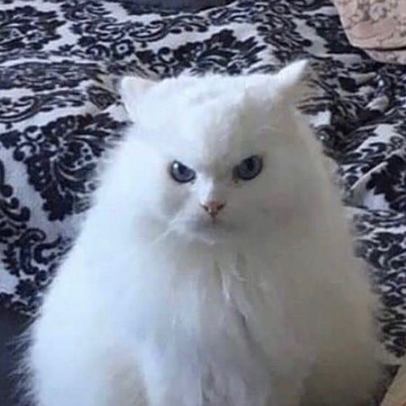 Meet your Posher, Amanda - Picture 1 of 1